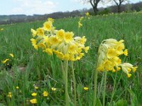 Primula veris 27, Gulden sleutelbloem, Saxifraga-Jan Willem Jongepier