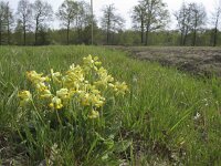 Primula veris 28, Gulden sleutelbloem, Saxifraga-Rob Felix : Plantae, Plants, Project Natuurbalans, planten