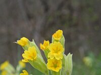 Primula veris 29, Gulden sleutelbloem, Saxifraga-Jeroen Willemsen