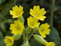 Primula veris 3, Gulden sleutelbloem, Saxifraga-Willem van Kruijsbergen