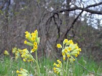 Primula veris 30, Gulden sleutelbloem, Saxifraga-Jeroen Willemsen