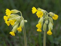 Primula veris 40, Gulden sleutelbloem, Saxifraga-Bart Vastenhouw