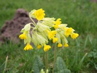 Primula veris 43, Gulden sleutelbloem, Saxifraga-Bart Vastenhouw
