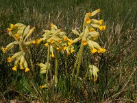 Primula veris 5, Gulden sleutelbloem, Saxifraga-Jan van der Straaten
