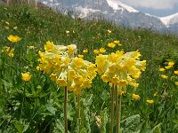 Primula veris 53, Gulden sleutelbloem, Saxifraga-Harry Jans