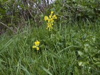 Primula veris 57, Gulden sleutelbloem, Saxifraga-Jan Nijendijk