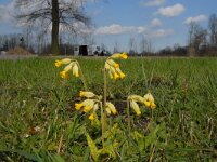 Primula veris 6, Gulden sleutelbloem, Saxifraga-Jan van der Straaten