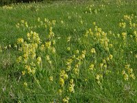 Primula veris 60, Gulden sleutelbloem, Saxifraga-Hans Grotenhuis