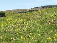 Primula veris 62, Gulden sleutelbloem, Saxifraga-Hans Grotenhuis