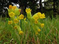 Primula veris 63, Gulden sleutelbloem, Saxifraga-Hans Grotenhuis