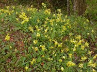 Primula veris 64, Gulden sleutelbloem, Saxifraga-Hans Grotenhuis