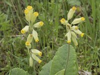 Primula veris 65, Gulden sleutelbloem, Saxifraga-Willem van Kruijsbergen