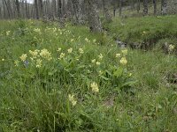 Primula veris 66, Gulden sleutelbloem, Saxifraga-Willem van Kruijsbergen