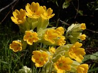 Primula veris 67, Gulden sleutelbloem, Saxifraga-Ed Stikvoort