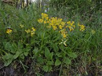 Primula veris 68, Gulden sleutelbloem, Saxifraga-Ed Stikvoort