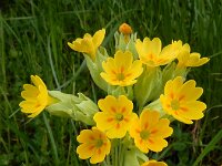 Primula veris 69, Gulden sleutelbloem, Saxifraga-Ed Stikvoort