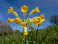 Primula veris 70, Gulden sleutelbloem, Saxifraga-Ed Stikvoort