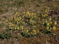 Primula veris 71, Gulden sleutelbloem, Saxifraga-Ed Stikvoort