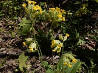 Primula veris 72, Gulden sleutelbloem, Saxifraga-Ed Stikvoort