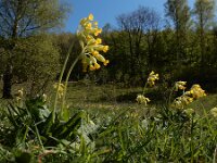 Primula veris 73, Gulden sleutelbloem, Saxifraga-Ed Stikvoort