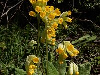 Primula veris 74, Gulden sleutelbloem, Saxifraga-Ed Stikvoort