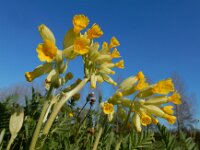 Primula veris 75, Gulden sleutelbloem, Saxifraga-Ed Stikvoort