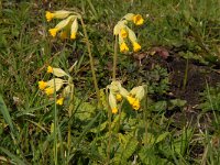 Primula veris 8, Gulden sleutelbloem, Saxifraga-Jan van der Straaten