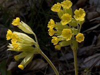 Primula veris ssp columnae 14, Saxifraga-Marijke Verhagen