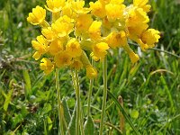 Primula veris ssp columnae 55, Saxifraga-Harry Jans