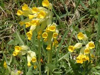 Primula veris ssp veris 15, Gulden sleutelbloem, Saxifraga-Jan van der Straaten