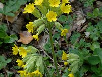 Primula veris ssp veris 16, Gulden sleutelbloem, Saxifraga-Marijke Verhagen
