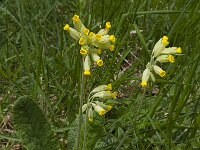 Primula veris var veris 33, Gulden sleutelbloem, Saxifraga-Willem van Kruijsbergen