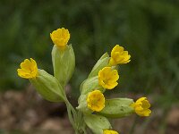 Primula veris var veris 34, Gulden sleutelbloem, Saxifraga-Willem van Kruijsbergen