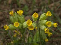 Primula veris var veris 35, Gulden sleutelbloem, Saxifraga-Willem van Kruijsbergen