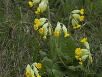 Primula veris var veris 37, Gulden sleutelbloem, Saxifraga-Willem van Kruijsbergen