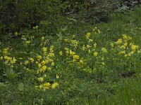 Primula veris var veris 39, Gulden sleutelbloem, Saxifraga-Willem van Kruijsbergen