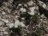 Pritzelago alpina ssp brevicaulis 10, Saxifraga-Willem van Kruijsbergen