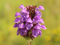 Prunella grandiflora 12, Grote brunel, Saxifraga-Peter Meininger