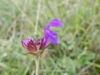 Prunella grandiflora 16, Grote brunel, Saxifraga-Rutger Barendse