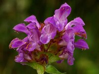 Prunella grandiflora 4, Grote brunel, Saxifraga-Jan van der Straaten