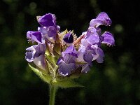 Prunella hastifolia 2, Saxifraga-Jan van der Straaten