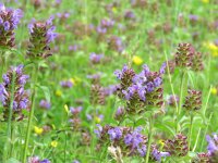 Prunella vulgaris 14, Gewone brunel, Saxifraga-Mark Zekhuis