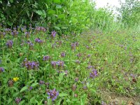 Prunella vulgaris 15, Gewone brunel, Saxifraga-Mark Zekhuis