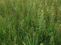 Prunella vulgaris 17, Gewone brunel, Saxifraga-Hans Boll