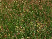 Prunella vulgaris 18, Gewone brunel, Saxifraga-Hans Boll