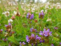 Prunella vulgaris 25, Gewone brunel, Saxifraga-Ed Stikvoort