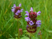 Prunella vulgaris 28, Gewone brunel, Saxifraga-Ed Stikvoort
