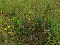 Prunella vulgaris 33, Gewone brunel, Saxifraga-Hans Boll