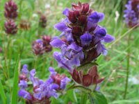 Prunella vulgaris 5, Gewone brunel, Saxifraga-Rutger Barends