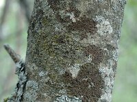 Prunus avium 11, Zoete kers, Saxifraga-Jan van der Straaten